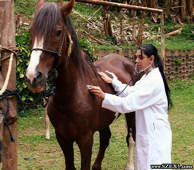 Az állatorvosnő megkívánja a ló faszát