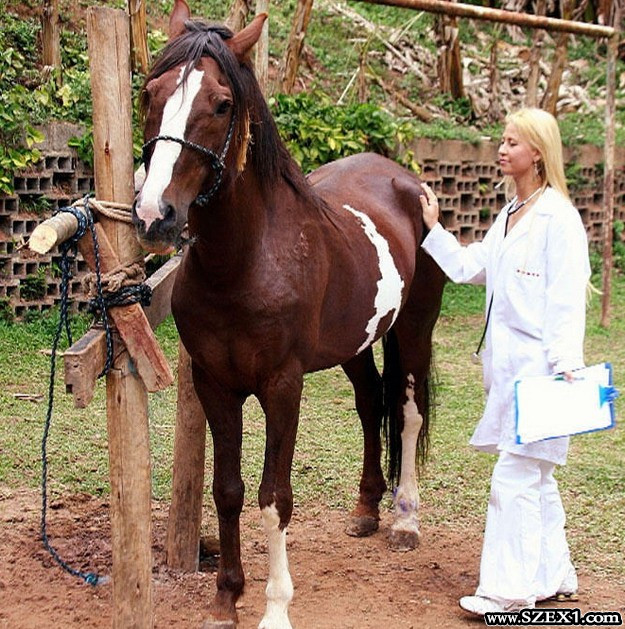 Az állatorvosnőt seggbekúrja a vizsgált ló